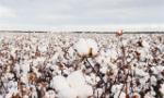 Cotton History Quiz