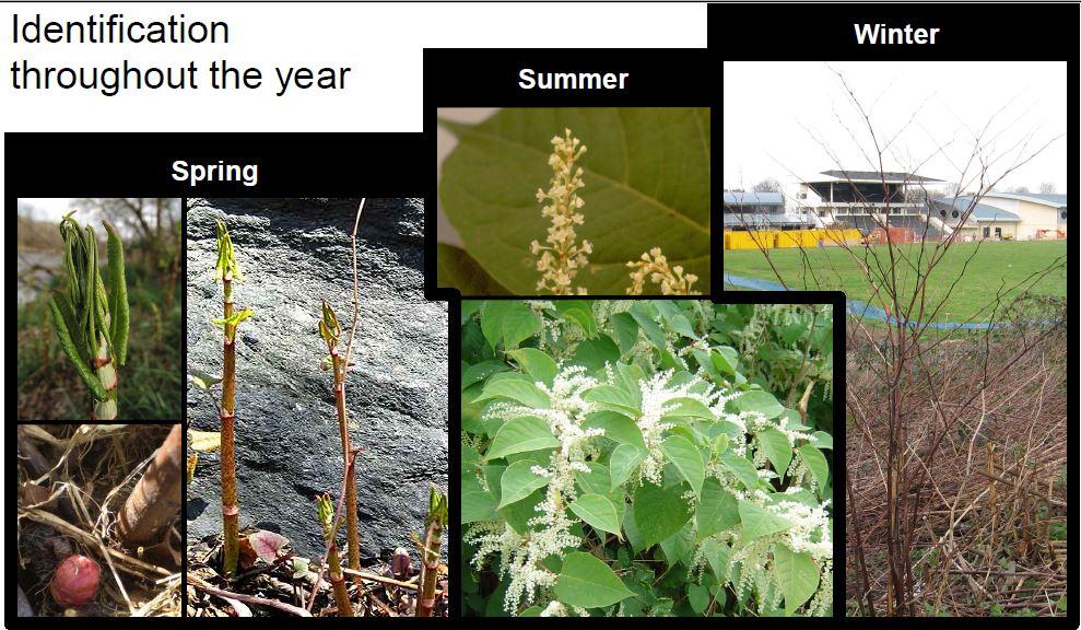 Japanese Knotweed Quiz Japanese Knotweed Quiz