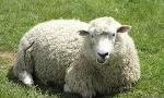 What Do You Know About Sheep?