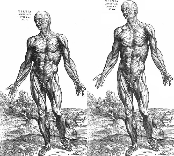 Basic Human Anatomy Quiz Basic Human Anatomy Quiz