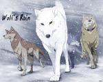 Wolf's rain, which wolf are you?