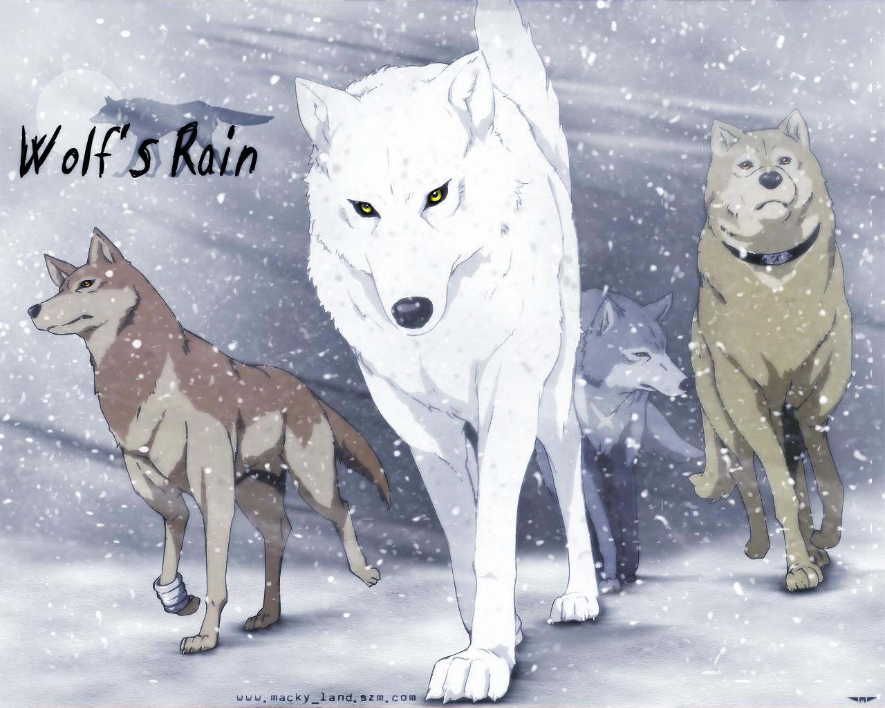 Wolf's rain, which wolf are you?