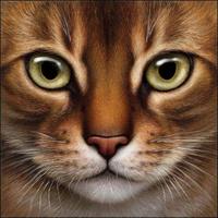 What is you're Warrior name, mate kits and pelt color. What is you're Warrior name, mate kits and pelt color.