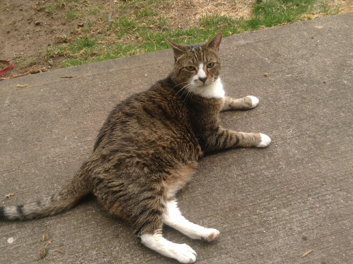 What cat is right for you? What cat is right for you?