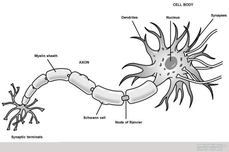 Neuron Impulse