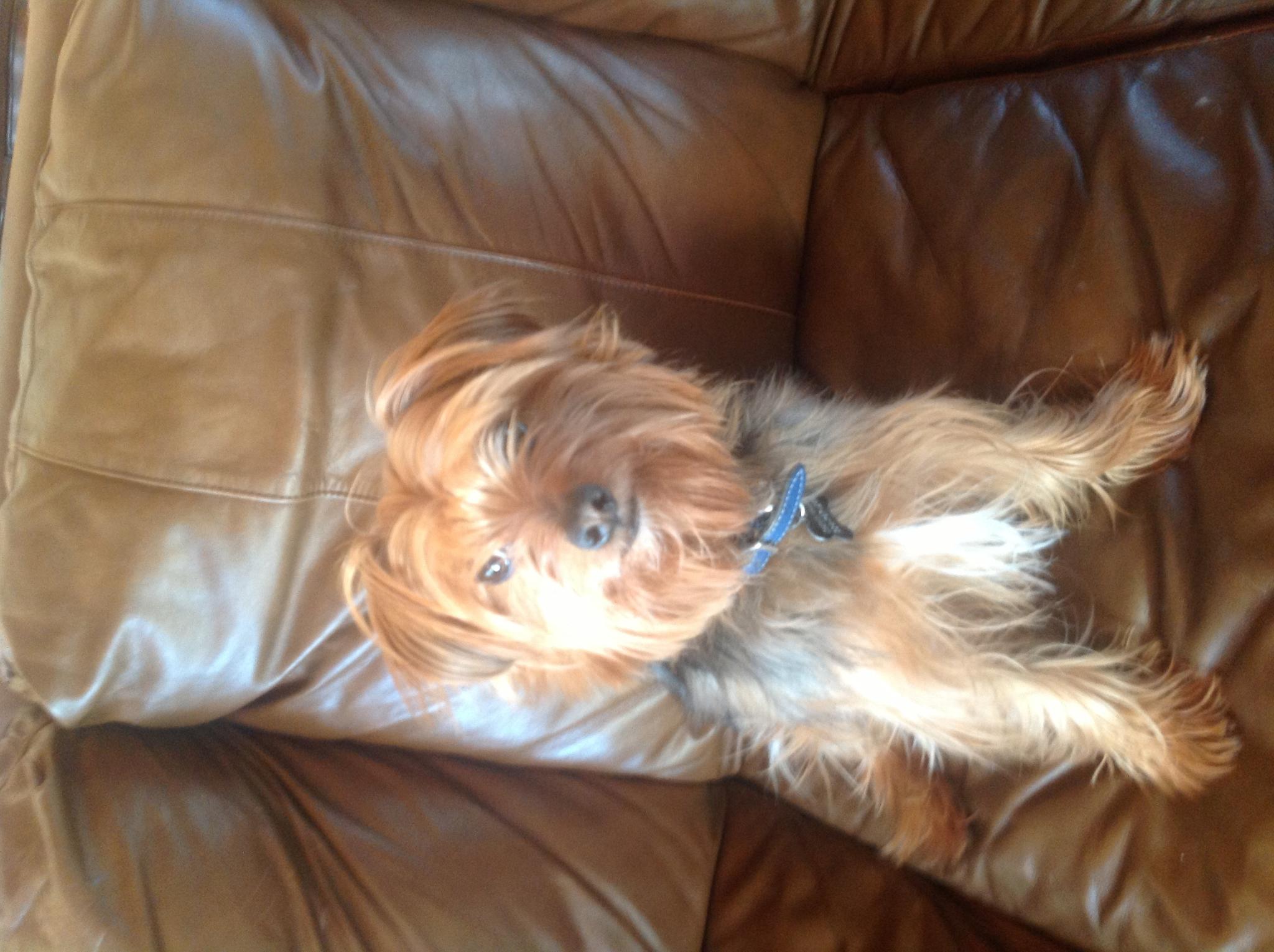 My Perfect Pet Dog Name Personality Quiz