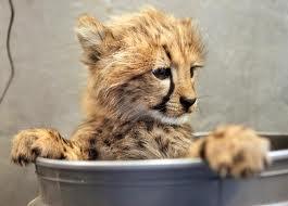 What wild cat are you? - Personality Quiz