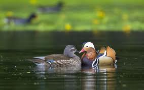 mandarin ducks