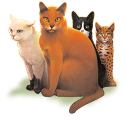 What Warrior Cat are you? (2nd Series cats)