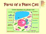 Simple Biology of Cells