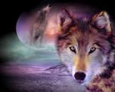 Welcome to the whizz wolf are you quiz! Welcome to the whizz wolf are you quiz!