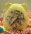 Which one of my hamsters are YOU?  :3