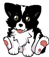 What do you know about BORDER COLLIES?