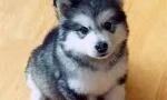 How much do you know about Huskies?