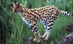 How much do you know about servals?
