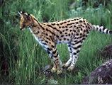 How much do you know about servals?