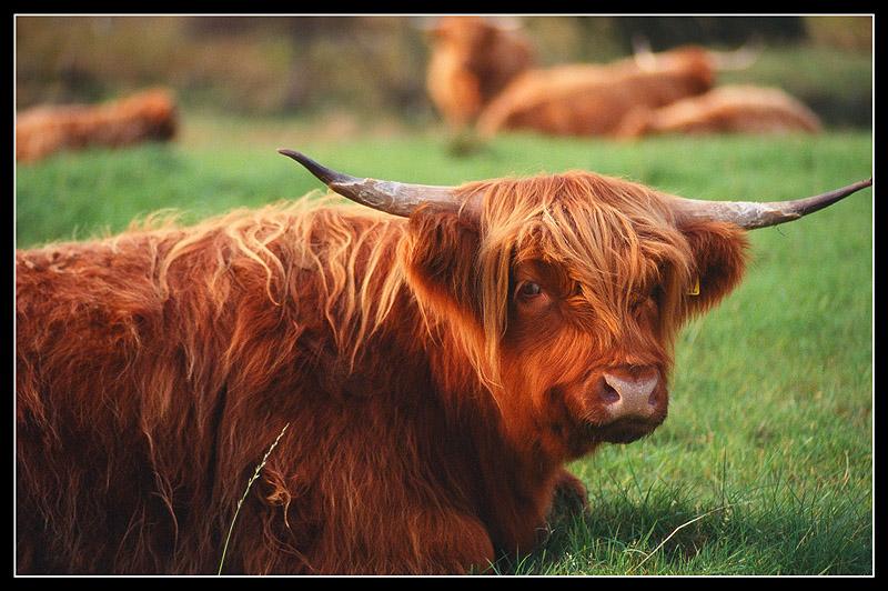 SCOTLAND ANIMALS