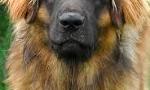 how much do you know about leonbergers?