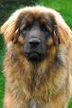 how much do you know about leonbergers?