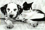 how well do you know the breed? - Dalmatian