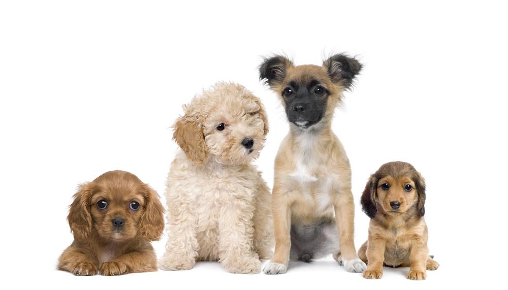 what dog are you? (1) what dog are you? (1)