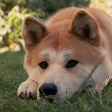 What kind of dog fits you best What kind of dog fits you best