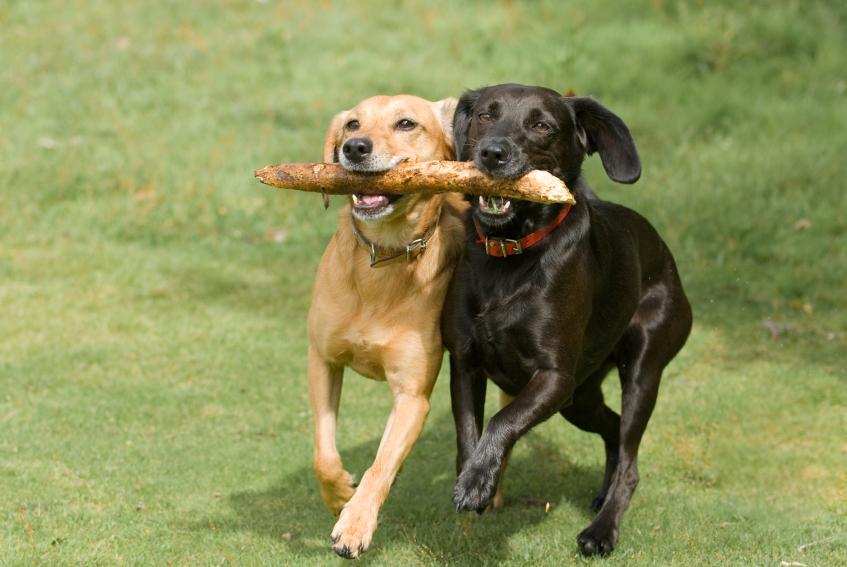 What Type of Dog Are You? (5) What Type of Dog Are You? (5)