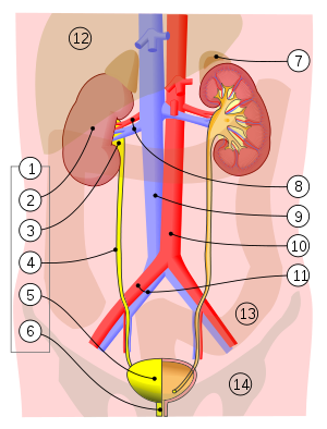 Urinary System Urinary System