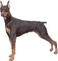 How much do you know about Dobermens