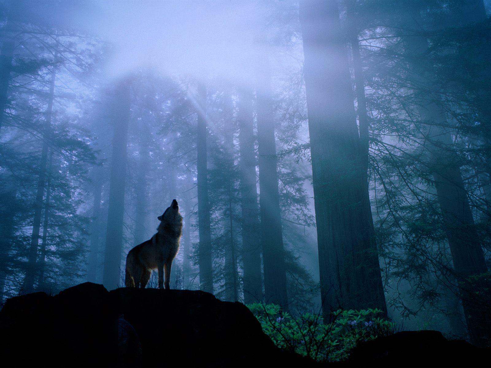wolves of the everfree(1) wolves of the everfree(1)