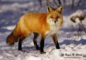 what fox r u like( defines the personality of the animal u r