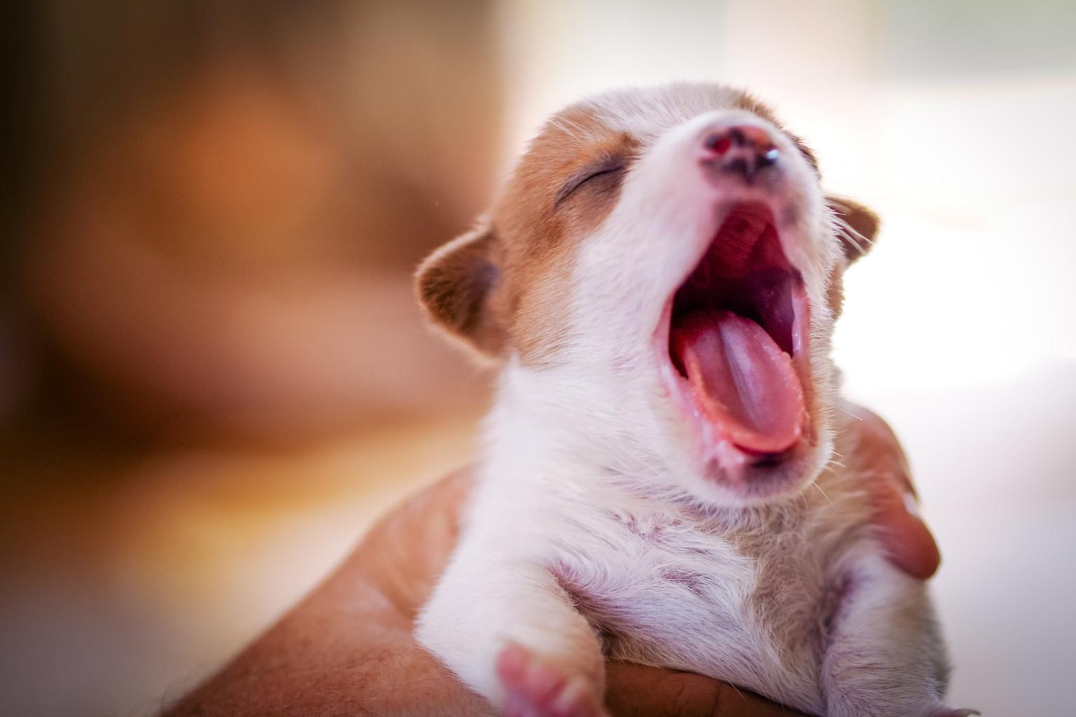 Can I Make You Yawn Personality Quiz