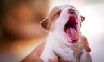 Can I Make You Yawn?