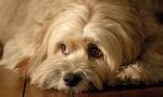 how much do you know about tibetan terriers?