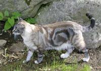 What is your warrior name? (she-cats) What is your warrior name? (she-cats)
