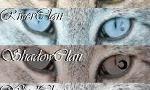 What Warrior Cats Clan Are You In? (1)
