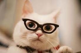 Knowledge Of Cats Quiz Knowledge Of Cats Quiz