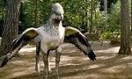 what color hippogriff are you?