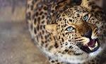 How much do you know about the Leopard ( Panthera Pardus )