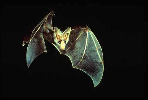 What kind of bat are you? What kind of bat are you?