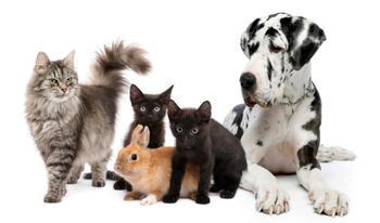 Which animal are you most like? Which animal are you most like?