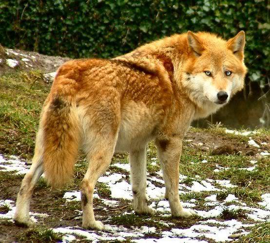 What kind of wolf are you? (6) Personality Quiz