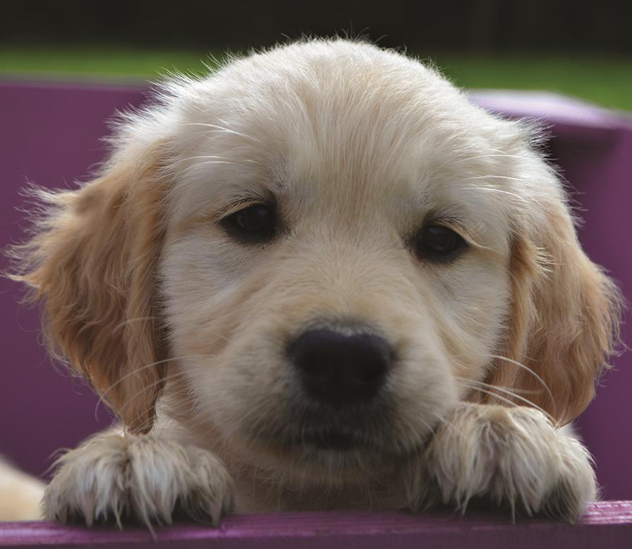 What dog should you have? Personality Quiz