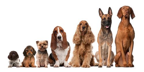 How Many Dog Breeds do you Know?