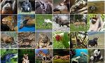 Which Endangered Animal Are You?