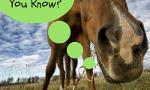 How much do you know about horses? (3)
