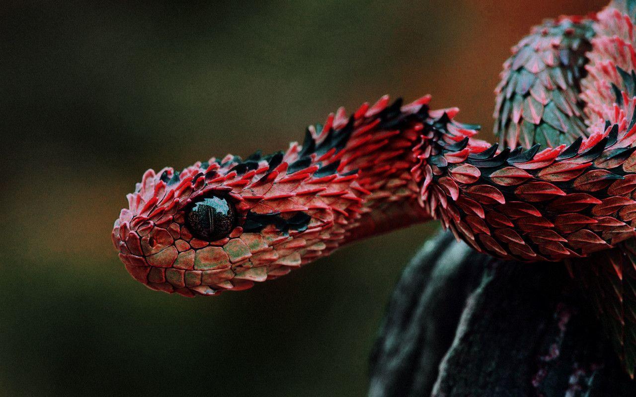 Do You Know Snakes? Scored Quiz