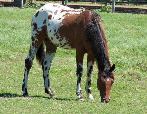 Appaloosa Trivia Appaloosa Trivia