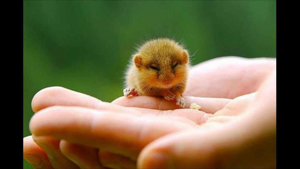 Can these little animals make you saw "AW!"