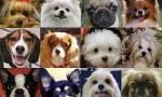 Which dog breed are you?